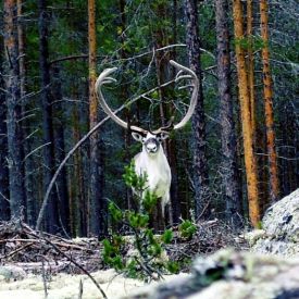 Majestic reindeer in the Norwegian forest of Valdres 