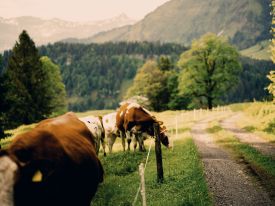 Cows, Austria, Bregenzerwald, Vorarlberg, hike
