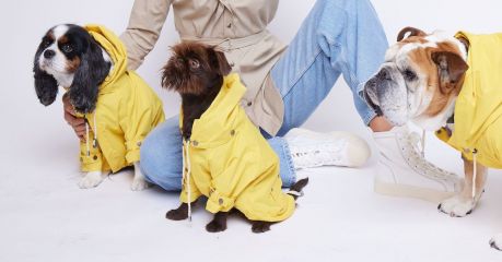 Hounds in Yellow Raincoats | Maxbone Canine Apparel, Accessories, Design, Fashion |The Aficionados