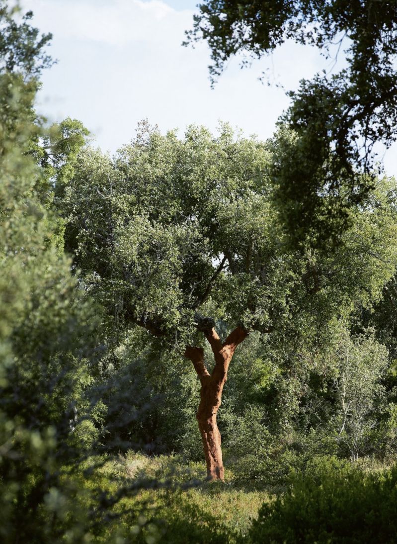 Tree | De La Espada Crafted Furniture and Designs made in Portugal
