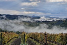 Favourite Tuscan Vineyards by Fabro Firli - Follonico | The Aficionados 