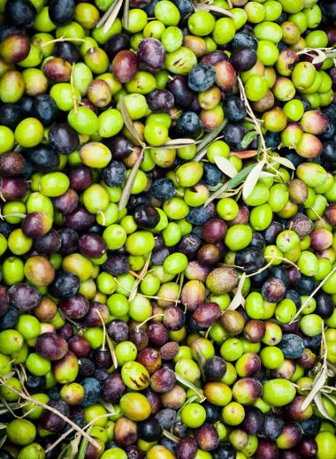 Cart of freshly picked olives on Mallorca - tour guide with Mimo Mallorca/Majorca