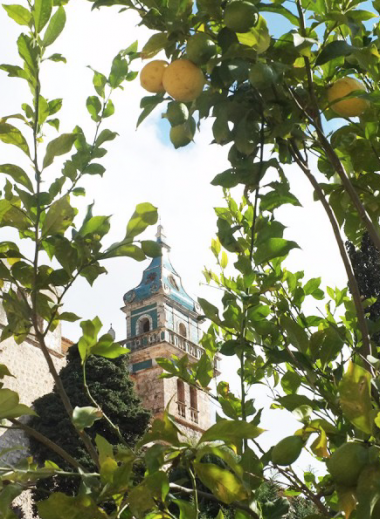 Natural citrus groves of Mallorca - explore rural produce of the island