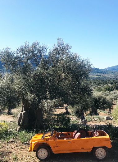 Wine + Olive tours by Mimo Mallorca - bright orange jeep parked under an olive tree