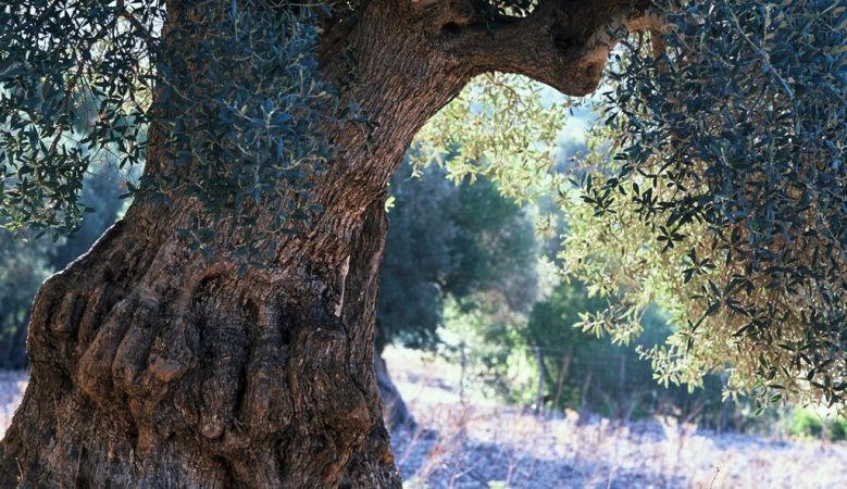 Aged Olive tree - in the Mediterreanean gardens of Son Brull Hotel Mallorca