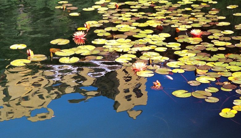 Water Lillies | Trauttmansdorff Botanical Gardens Merano South Tyrol | The Aficionados