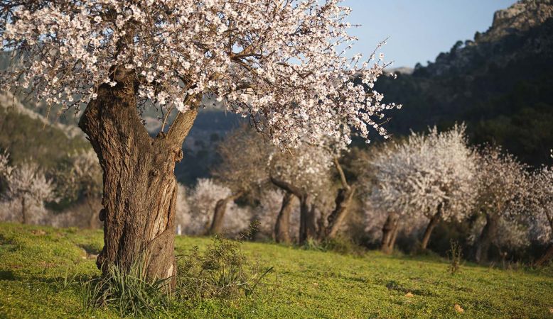 Son Brull, Mallorca, almond trees, countryside, organic, natural