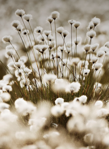 bog cotton