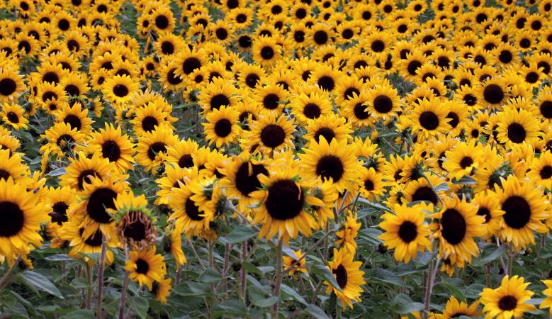 Sun Flowers | Trauttmansdorff Botanical Gardens Merano South Tyrol | The Aficionados