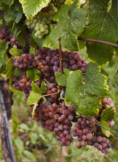 vines from Austria's best biodynamic winery, Gut Oggau