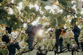  Viticultures of Lake Garda  - Wineries to tour in Lago di Garda, Trentino, Italy. 