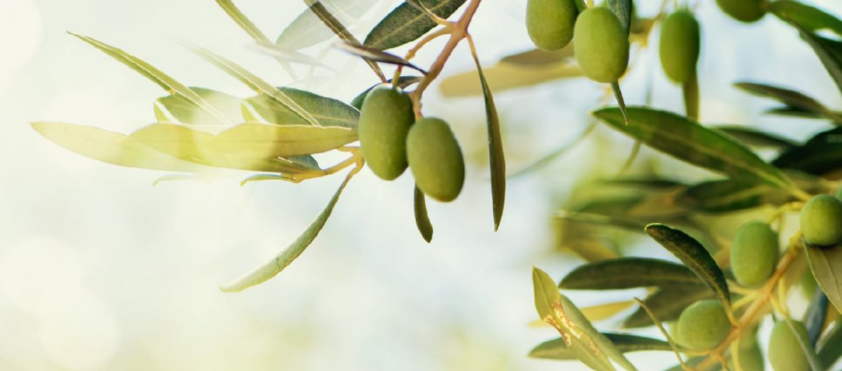 Koroneiki Olives | Go Slow Extra Virgin Olive Oil Greece | The Aficionados 