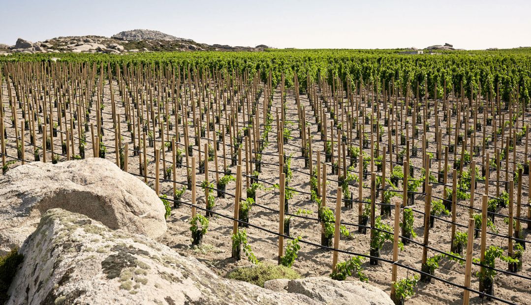 Tinos Wines |  T-oinos Winery Cyclades, Greece | The Aficionados 