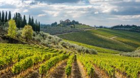 Guide to the best Tuscan Vineyards by John Voigtmann La Bandita Townhouse, Italy.