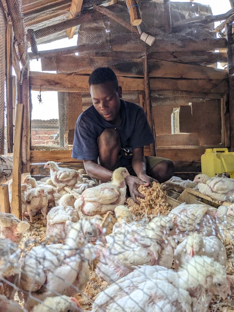 Chicken Farming to Education - The Shule Foundation in Uganda