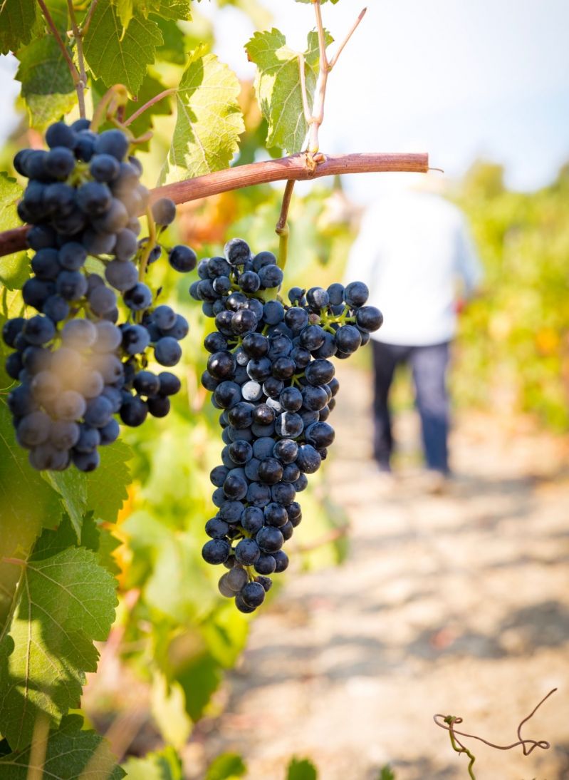 Son Brull Hotel Organic Wine | Mallorca | The Aficionados