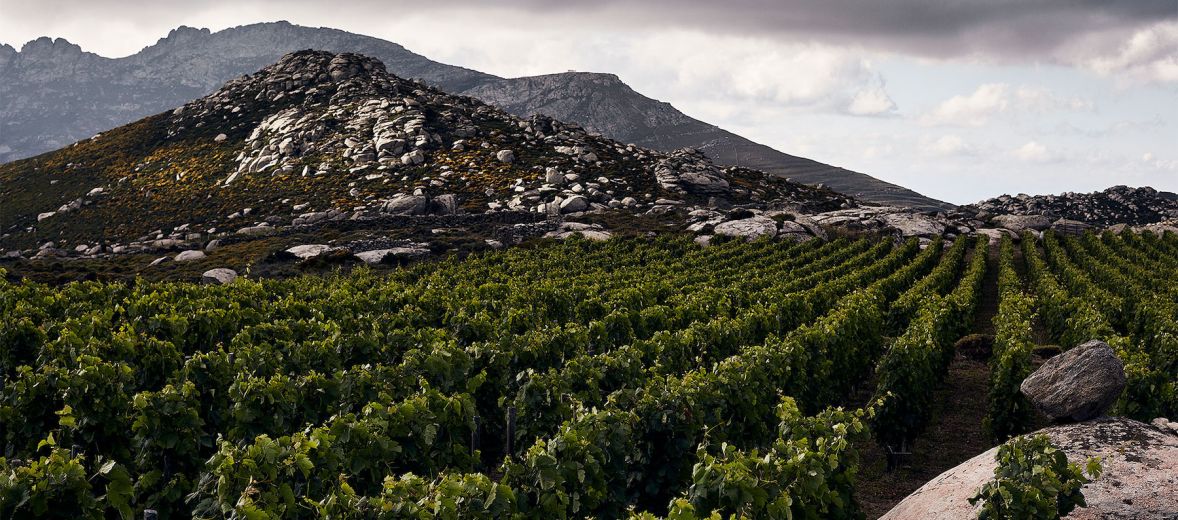 Tinos Wines |  T-oinos, Domaine de Kalathas + Volacus | The Aficionados 