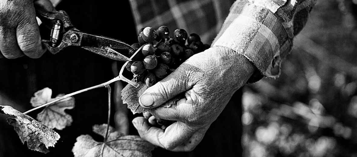 From Port to Wine: Five Winemaker Innovators in Porto