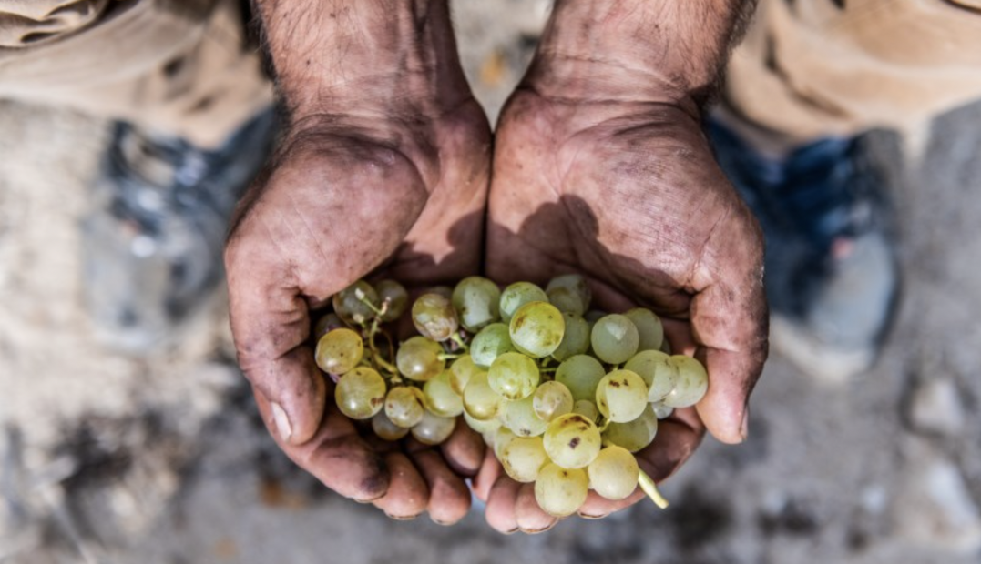 Tinos Wines |  Volacus Winery Cyclades, Greece | The Aficionados 