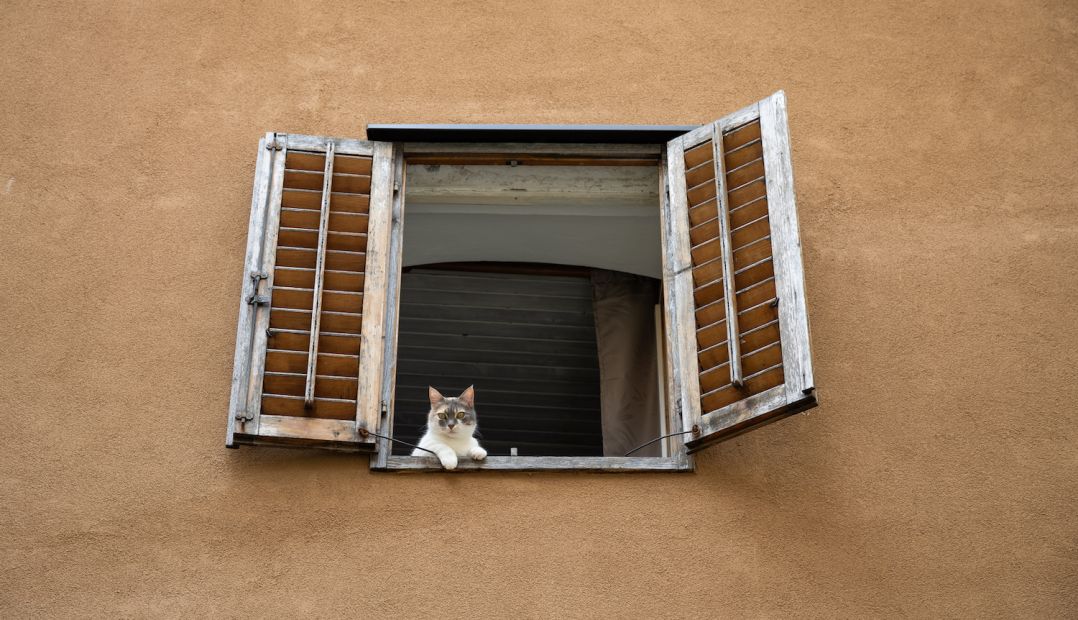 Cat in the window frame peeping out between the white shutters | Villa Valter Hotel |  Beautful Boutique Guesthouses in Lovran, Istria, Croatia